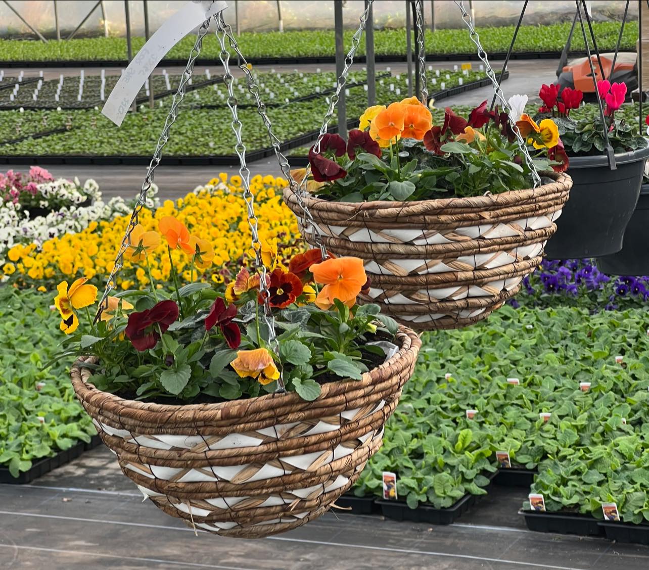 Hanging baskets & containers