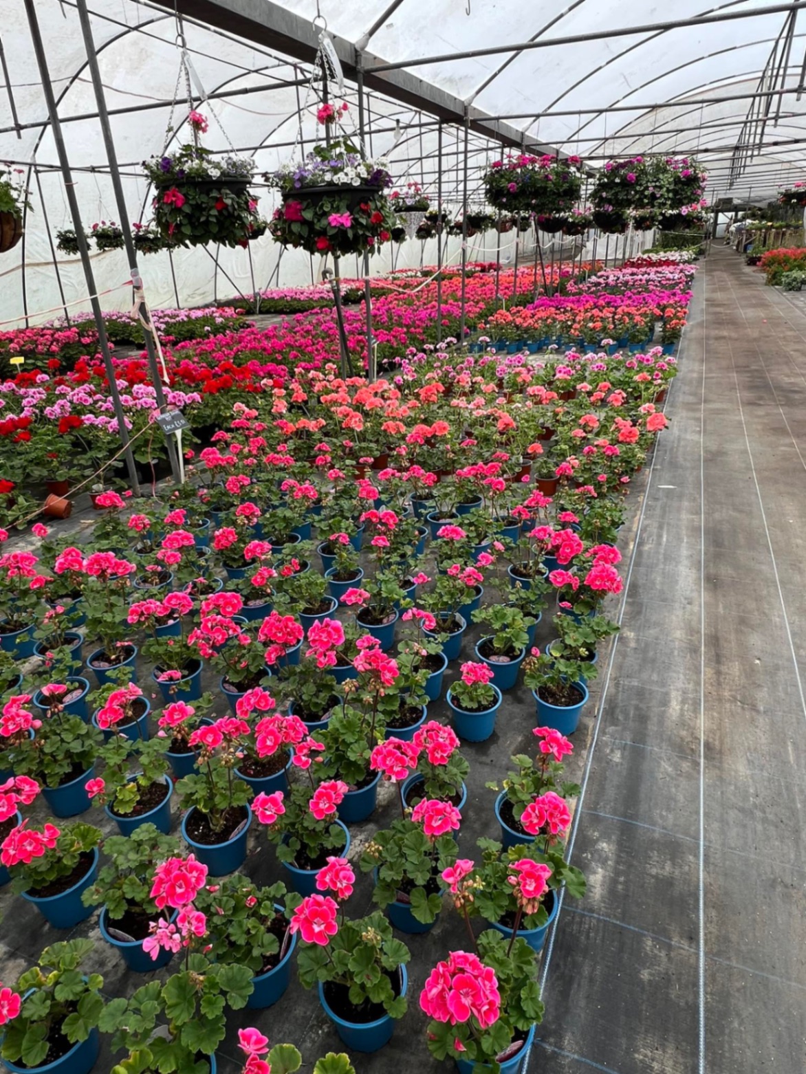 Nursery-grown plants